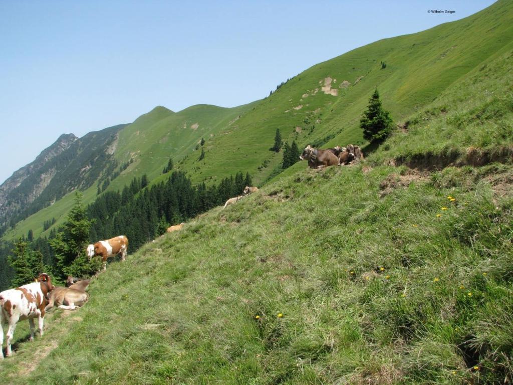 Mountain Hostelオーベルストドルフ エクステリア 写真